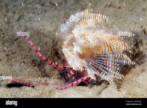  Branchiomma: Uma Verme Marinha Fuzilada de Espinhos que Se Esconde na Areia!