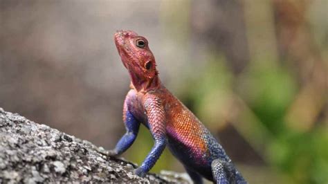  Jacaresp: Descubra o Lagarto que Faz da Floresta um Palco de Disfarces Exóticos!