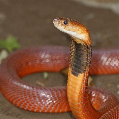  Naja! Descubra o Fascinante Mundo das Cobras Rei Africanas, Criaturas Maiores que Sua Sombra com Mordidas Mais Potentes do que um Punho de Ferro