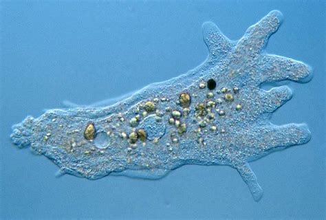 Ubiquitina! Uma Ameba Flagelada com Superpoderes Incrivelmente Microscópicos