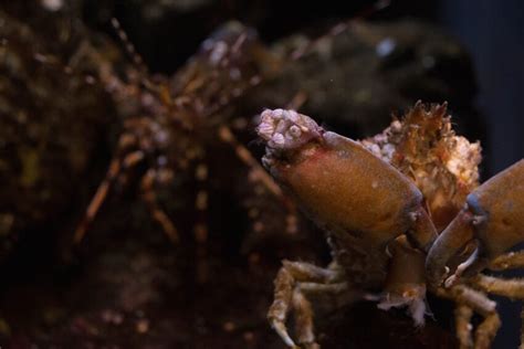 Uromolcos! Descubra o Mistério da Busca de Alimento Subaquático e a Incrivelmente Densa Armadura deste Crustáceo.