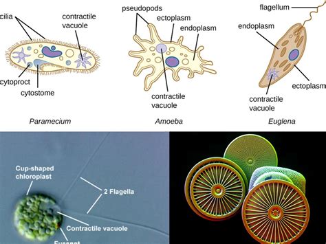  Vahlkampfia: Descubra o Mundo de Um Protista com Pseudópodes que Fazem Dança!