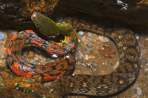  Xenochrophis! Descubra este réptil de escamas brilhantes que se destaca em sua habitat aquático