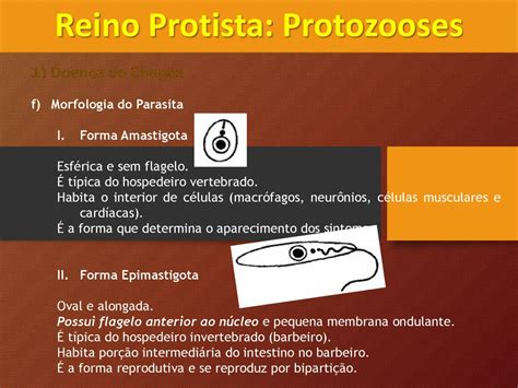  Chaoschaos: Desvendando a Vida Sem Forma deste Protista Fascinante!