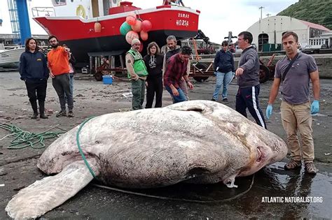  Corvina: Um Peixe Ósseo com Escamas Brilhantes que se Afoga em Água Salgada!