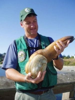  Geoduck! Desvende o Mistério dos Moluscos Gigantes que Vivem Enterrados na Areia