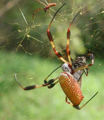  Golden Silk Orb-Weaver: A Master Architect Weaving Opulent Silken Homes Across Tropical Landscapes!