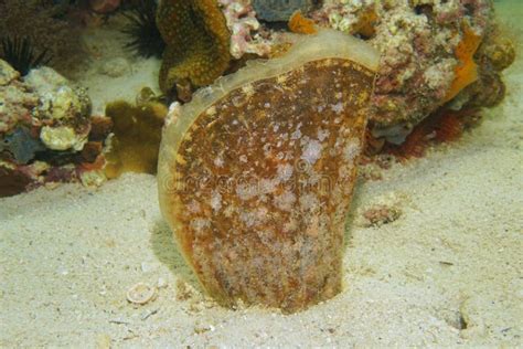  Quequeliche! Um Bivalve Misterioso que Vive na Areia e Filtra Água com Suavidade