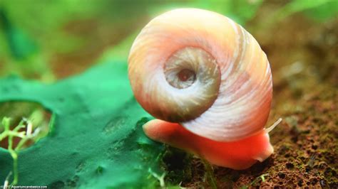  Rams-Horn Snail: Discover This Tiny Gastropod With an Ancient Lineage!