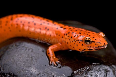  Salamandra-de-Olho-Vermelho: Uma Criatura Noturna Que Salta Entre Galhos e Pedras!