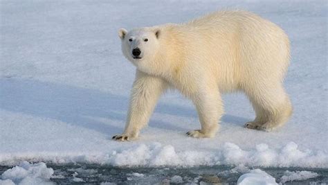  Urso-Polar! Um Gigante De Pelos Brancos Que Dominou o Reino Glacial