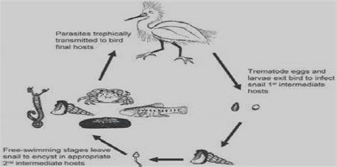 Zoogonus! Uma Trematoda Intrigante que Vive uma Vida de Parasitismo Complexo e Múltiplas Espécies Hospedeiras.